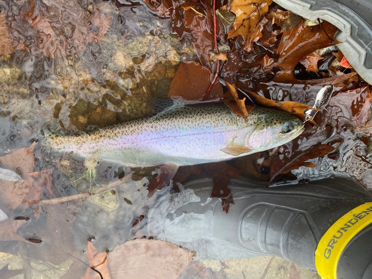 Eddy Stahowiak caught a nice rainbow trout on an Al's Goldfish Lure.