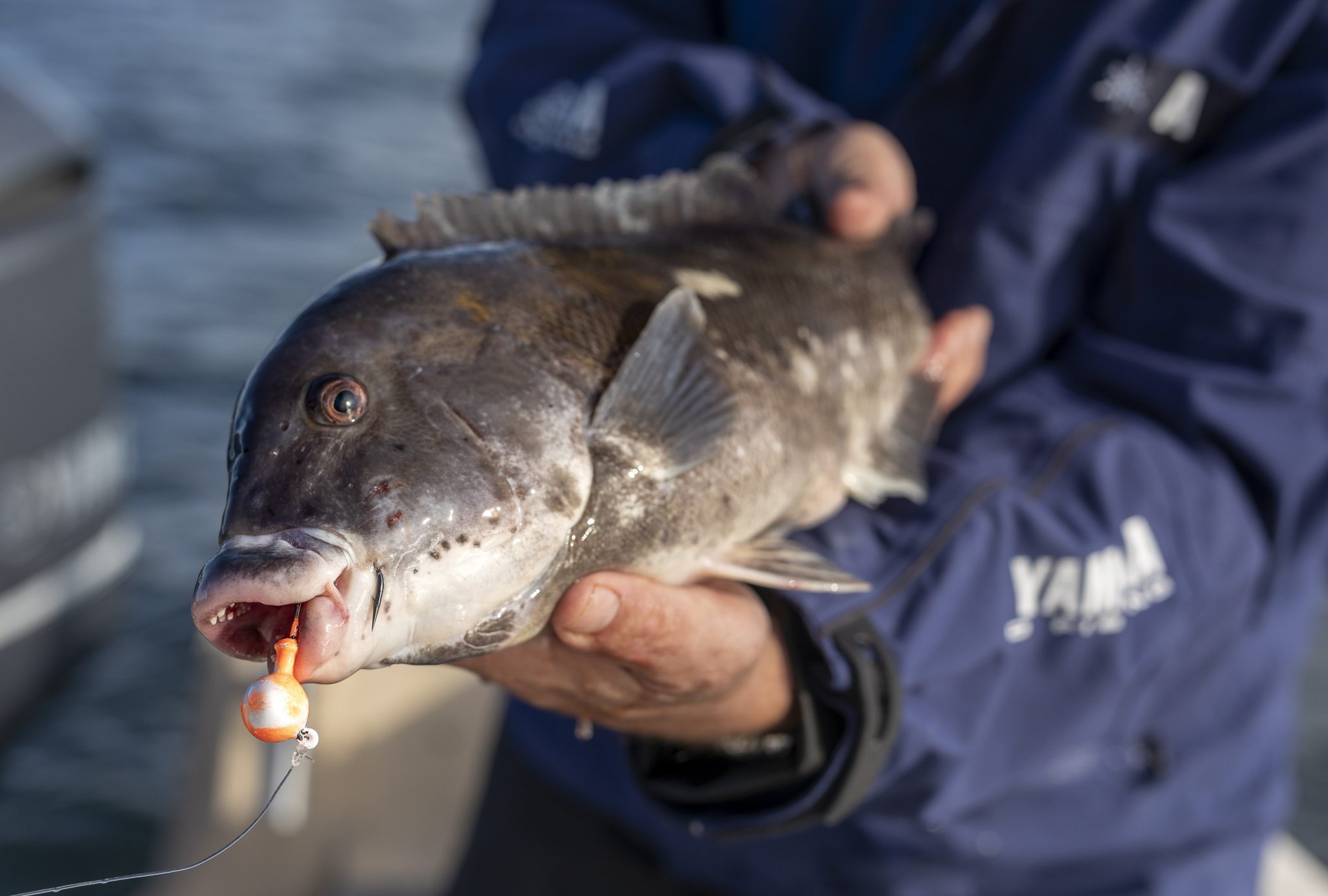 Toataug Break Away From Big Structure for Big Tautog - On The Water