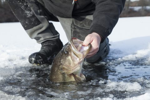 A 6-pound largemouth bass being lifted out of the ice.