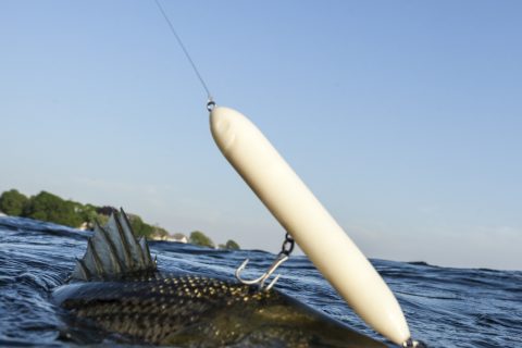 Why We Foul-Hook Striped Bass While Surf Fishing