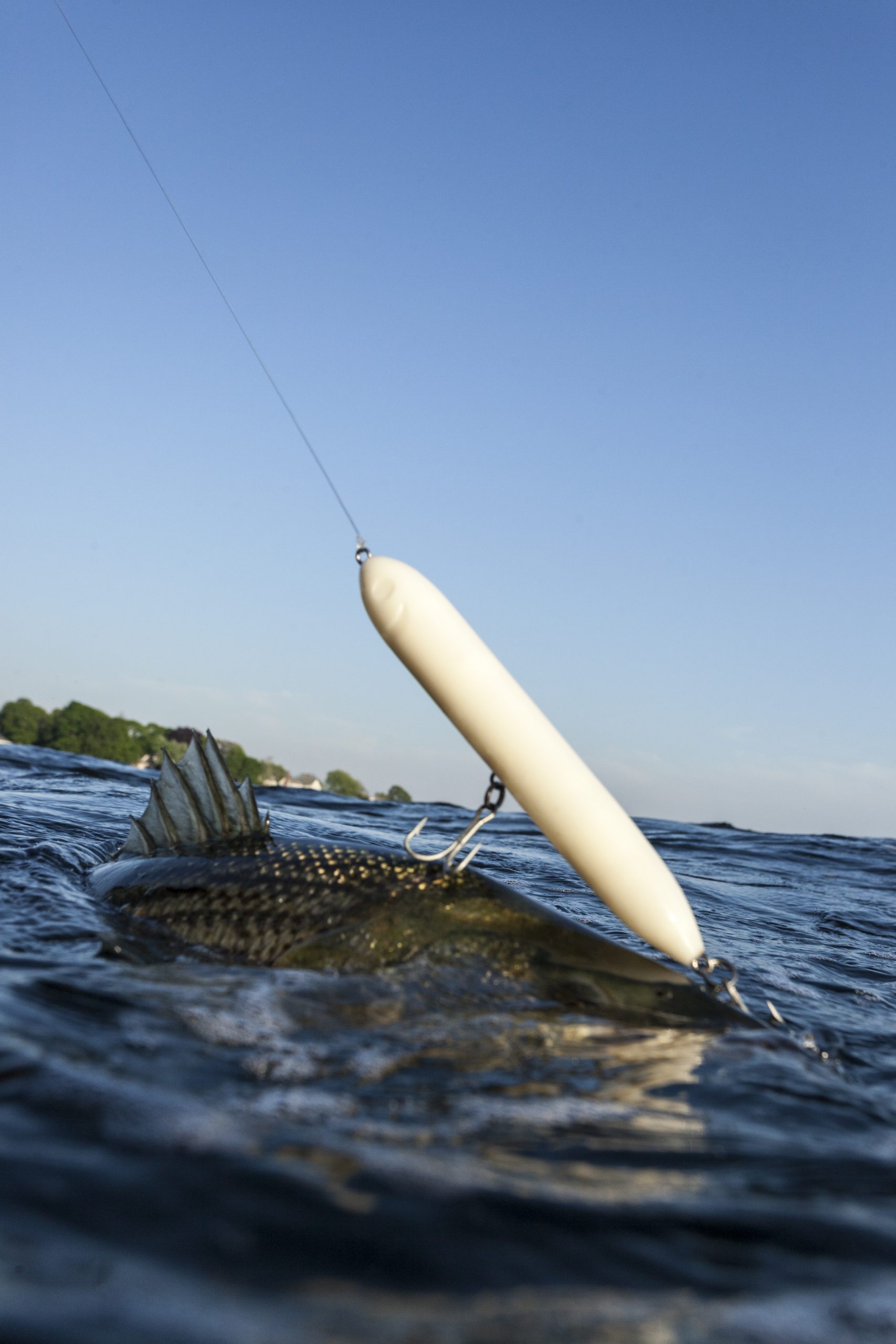 Why We Foul-Hook Striped Bass While Surf Fishing - On The Water