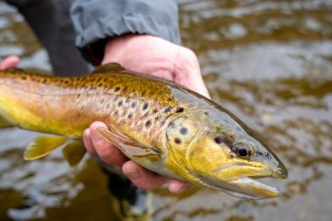 Cod fishing at Block Island is up and down. It might be worth traveling to Connecticut for holdover stripers or stocked trout.