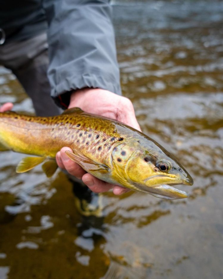Cod fishing at Block Island is up and down. It might be worth traveling to Connecticut for holdover stripers or stocked trout.