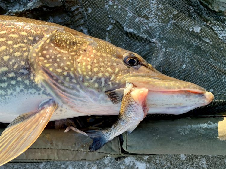 A northern pike caught by Matt Janiszewski. Photo by Kierran Broatch.