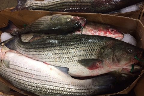 Massachusetts Commercial Fishermen Haul In 683,773 Pounds of Striped Bass