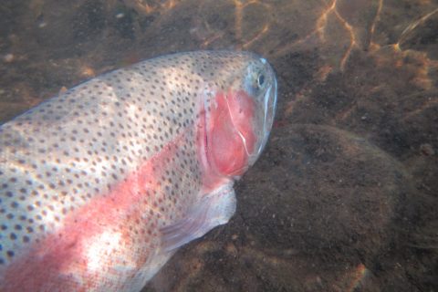 View the early season trout stockings at some of the rivers, lakes, ponds, and TMA's.