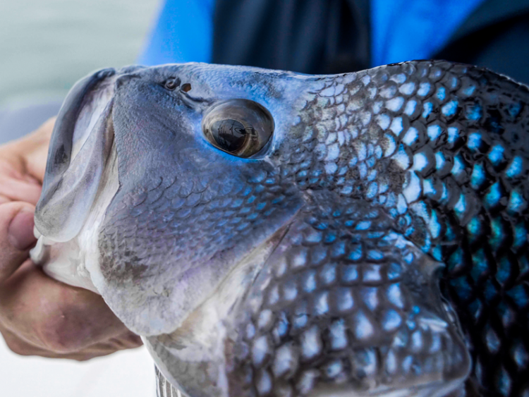 Gear and lures used by Anthony and Chris during the spring black sea bass spawn in Buzzards Bay, MA.