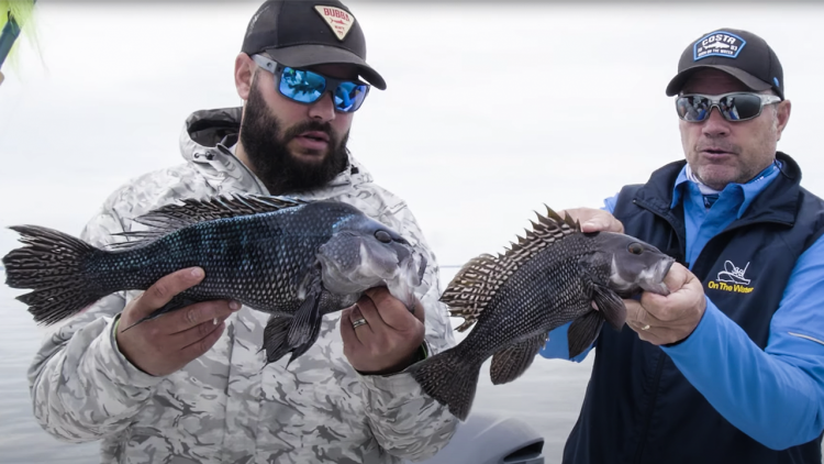 Guide for a Black Sea Bass Rig - Pro Fishing Rigs