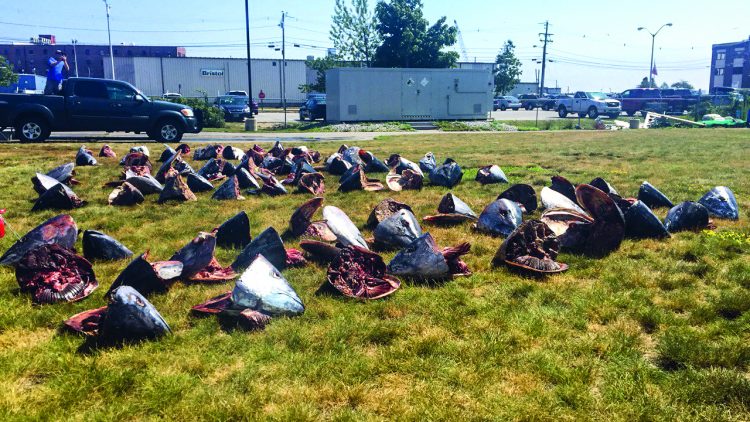 The ear bones of a bluefin tuna provide research scientists with vital information about the origin and age of a fish.