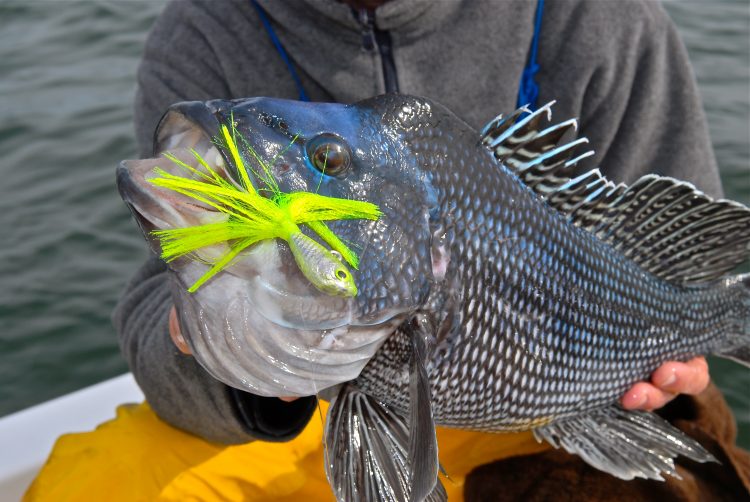New information on the black sea bass season and the status of the striped bass circle hook requirement.