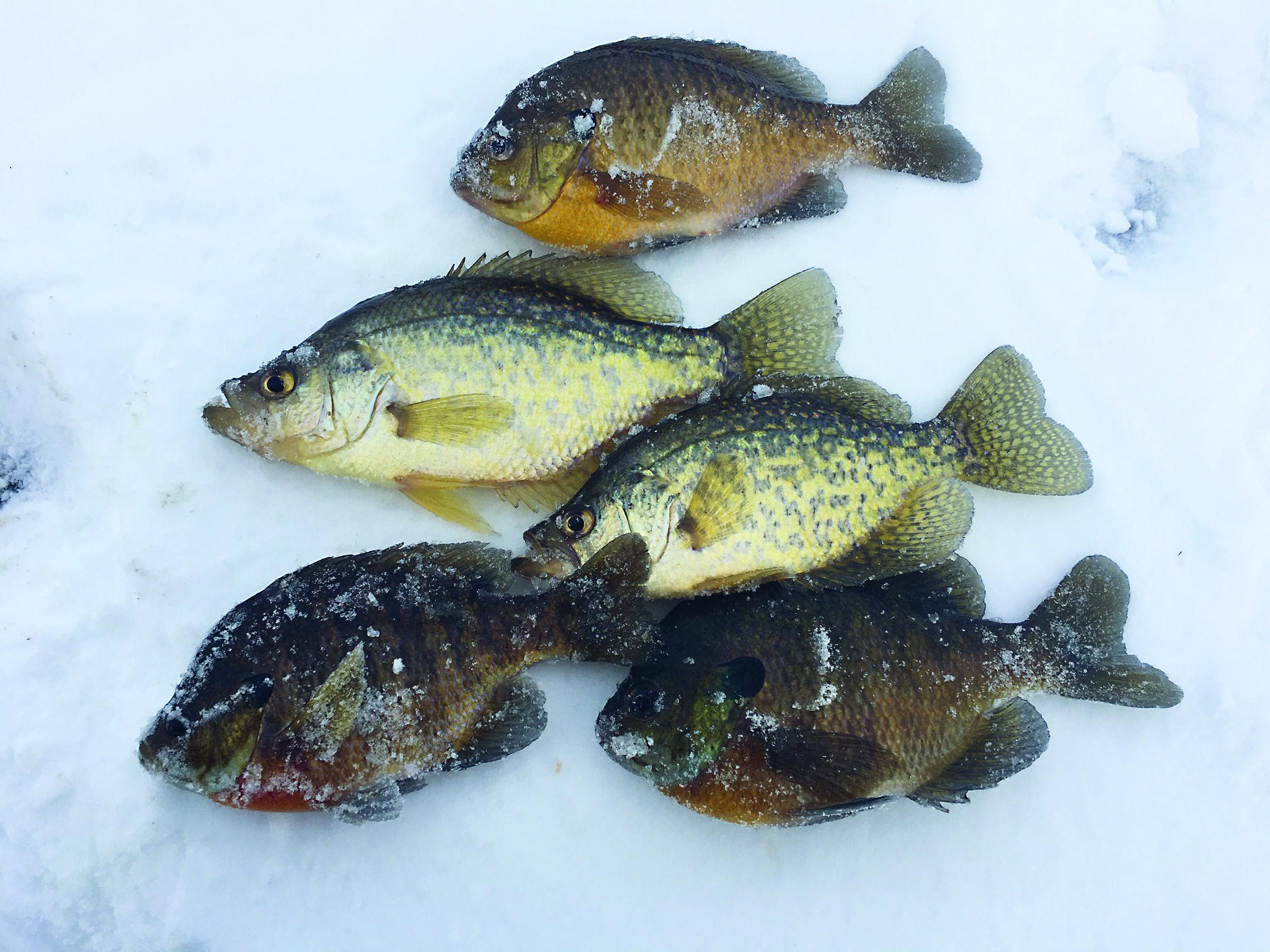 Ice Fishing with Hair Jigs for Panfish - On The Water