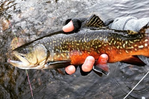 Connecticut Trout
