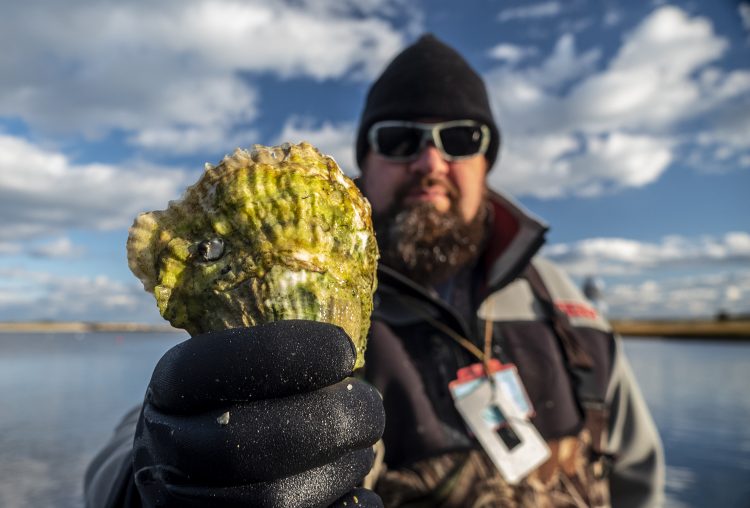 Cape Cod Oyster