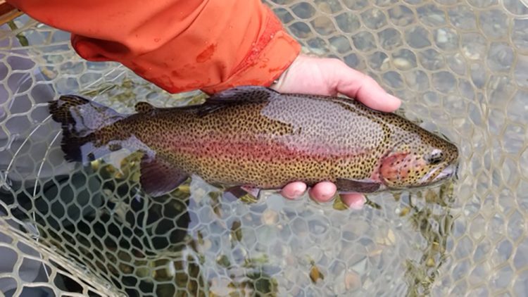 Captain Patrick Barone rainbow trout