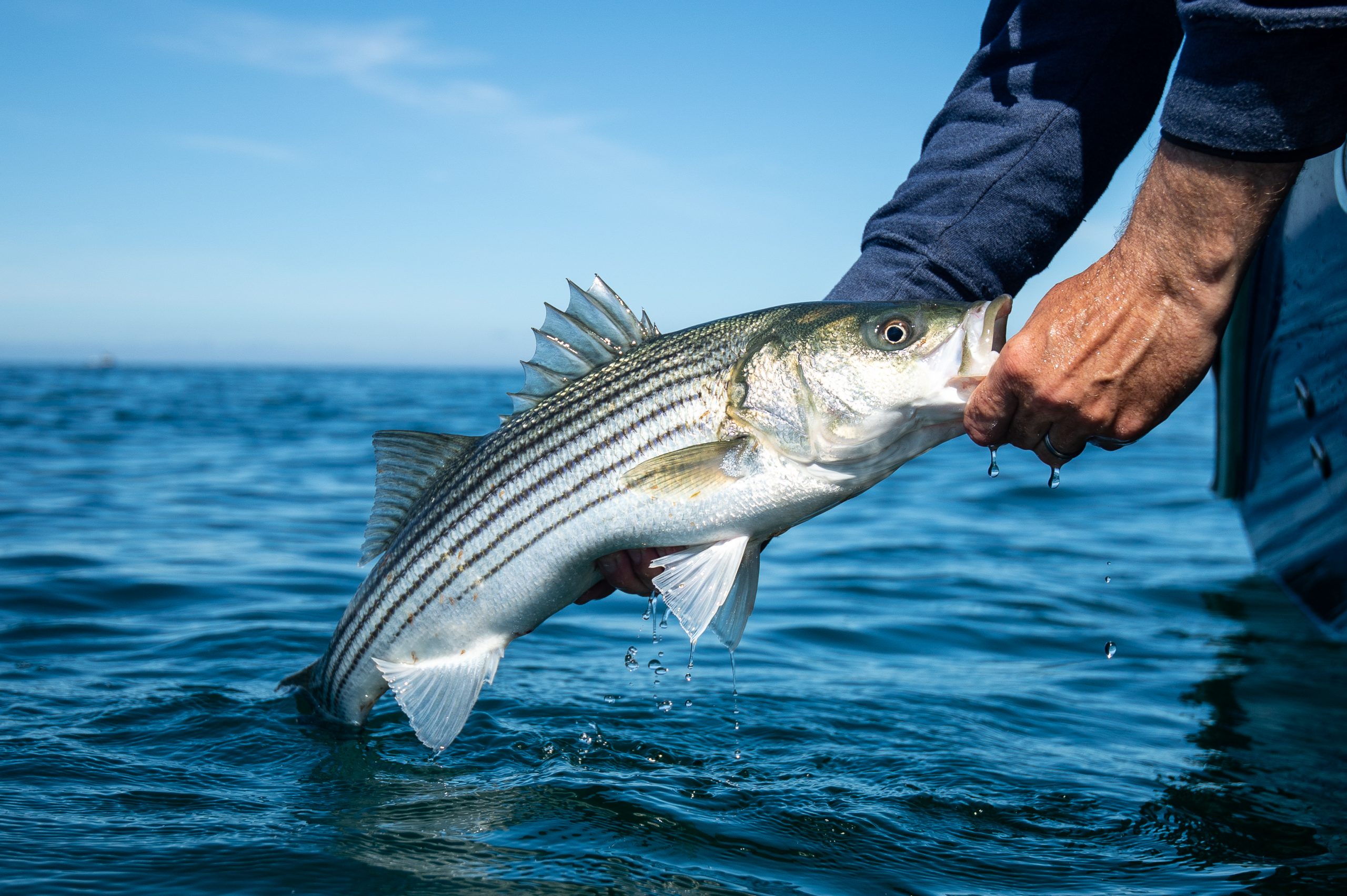 Chunking Clam Bellies For Back-Bay Stripers - On The Water