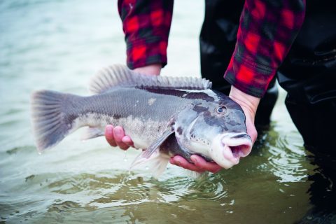 New Jersey&rsquo;s Tautog Fishing Playbook