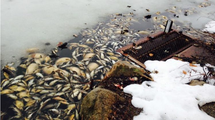 Massachusetts winter fish kill
