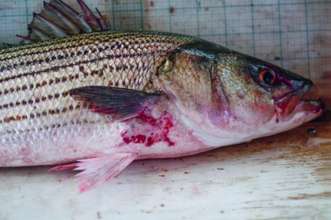 Striped Bass Mycobacteriosis