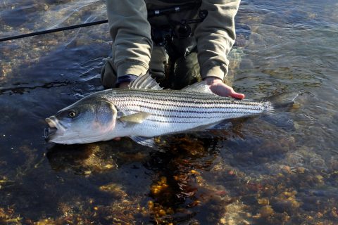 Striped Bass Surf Fishing