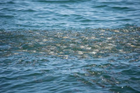 Bunker School Baitfish