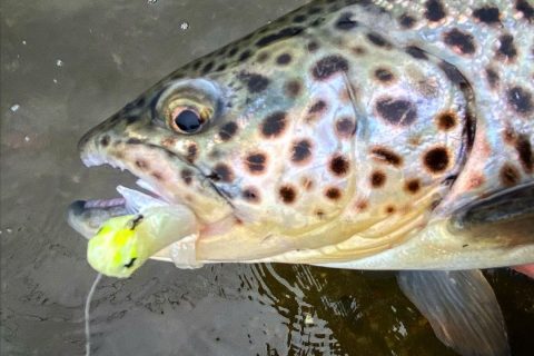 Brown trout