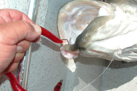 Circling Back on Tube and Worm Rigs