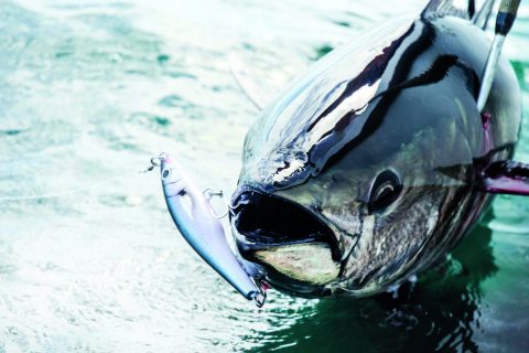 Strategic Angler Custom Lures