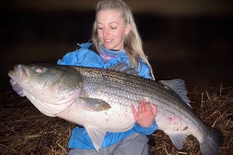 Erica O'Donnell 52 Inch Striped Bass