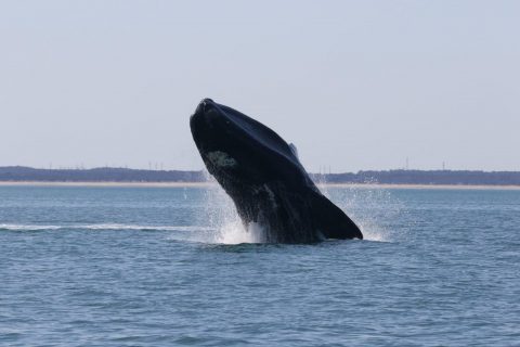 Right Whale Breaching
