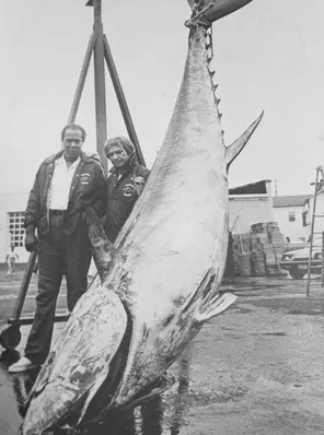 Bluefin Tuna Records - On The Water