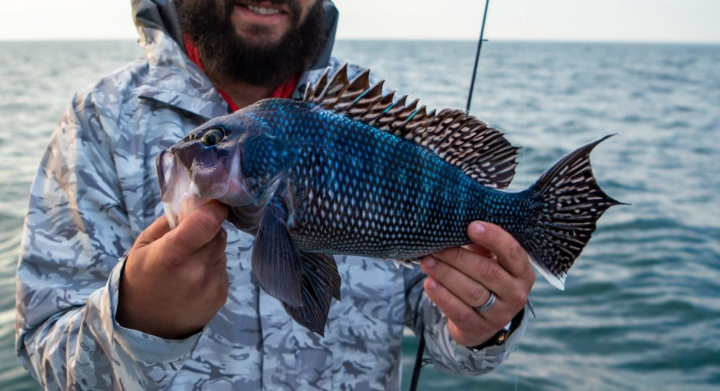 New York Anglers Urged to Weigh In on 2026 Black Sea Bass Regulations