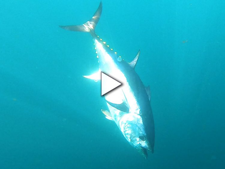 Stellwagen Bank Bluefin Tuna