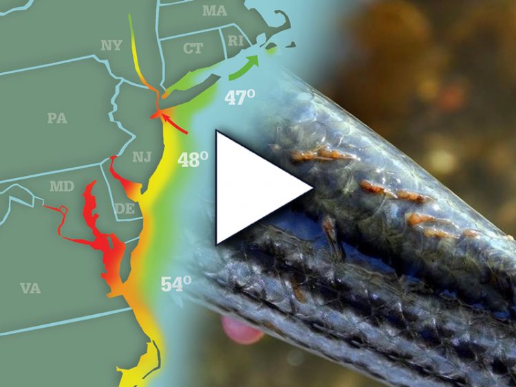 Striper Season Update 3