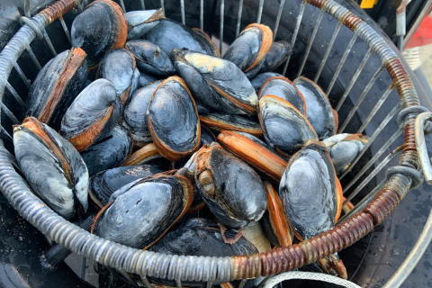 The 3000 Clam Project