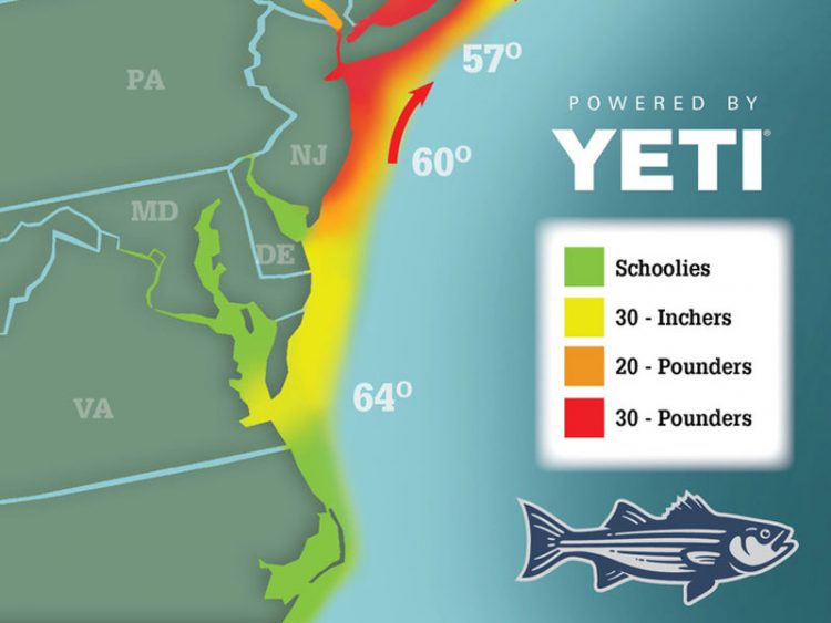 Striper Migration Map