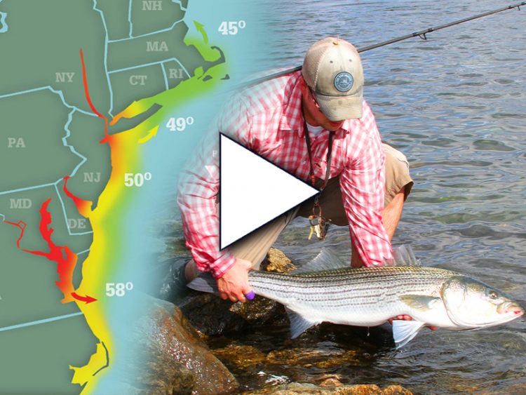 Striper Season Update