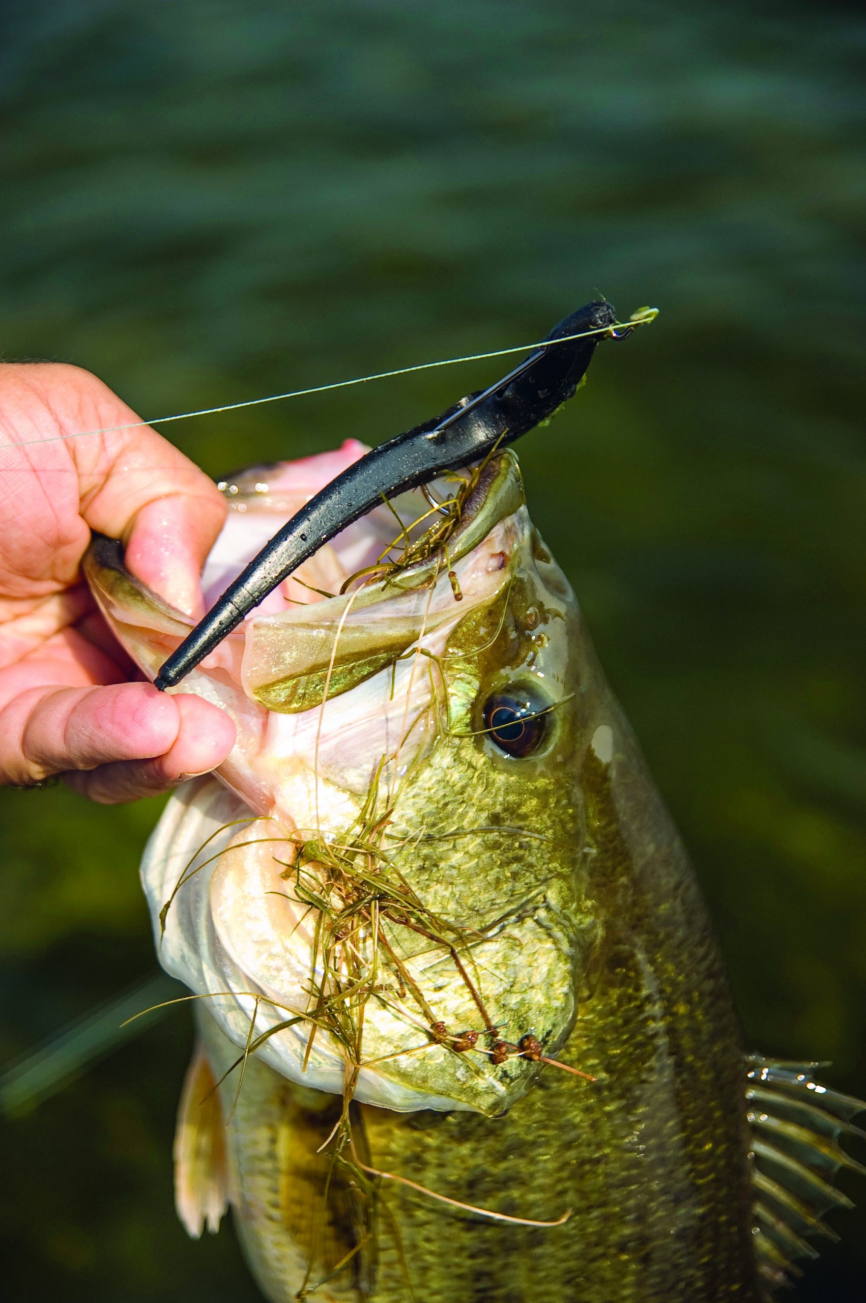 Targeting Bass in Florida Using Glide Baits, FreshWater