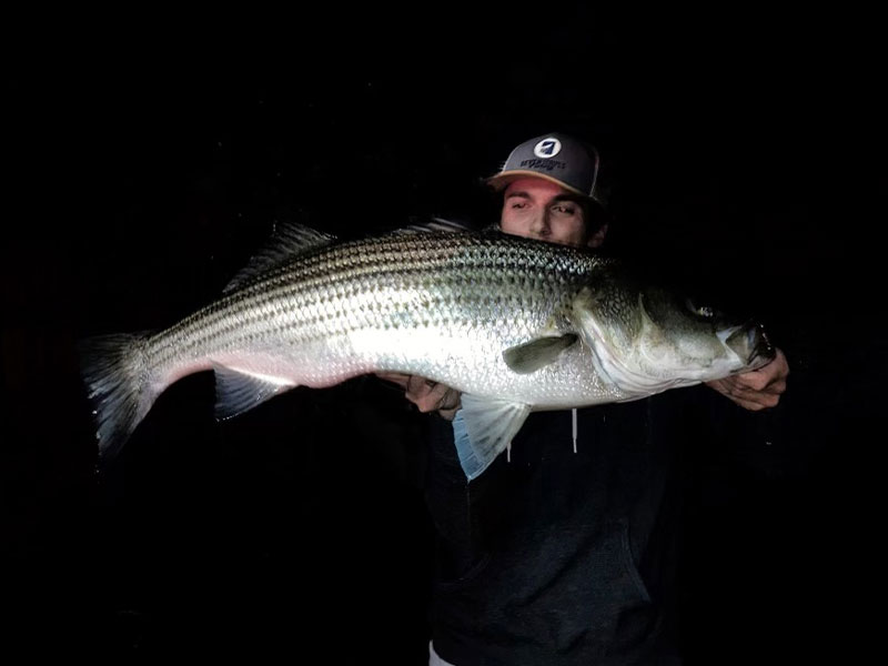 Sam Stavis striper
