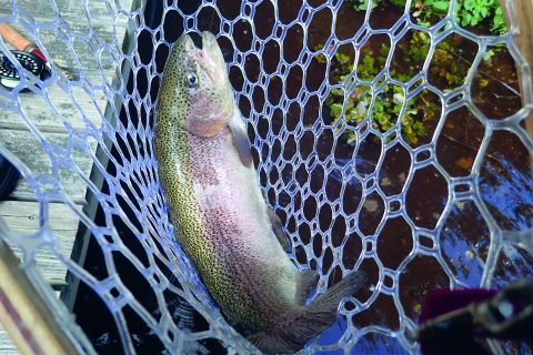 Connetquot River trout