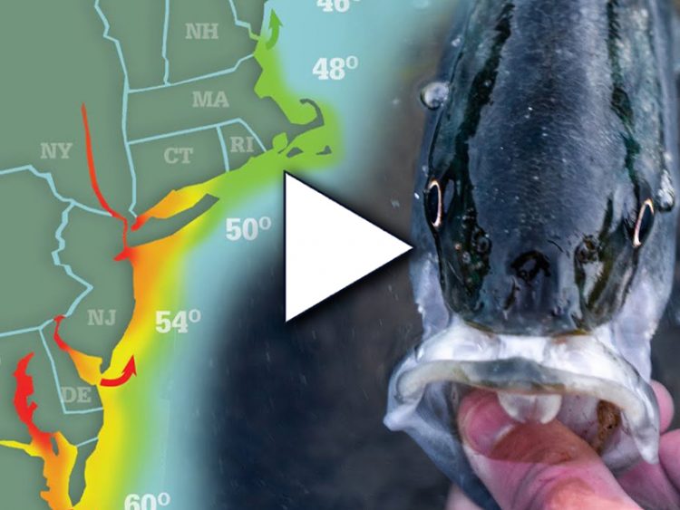 Striper Season Update - May 7th, 2021