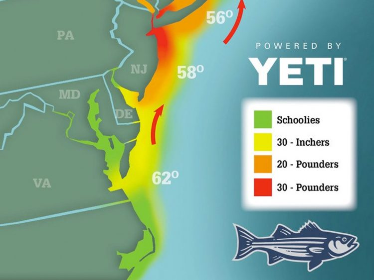 Striper Migration Map