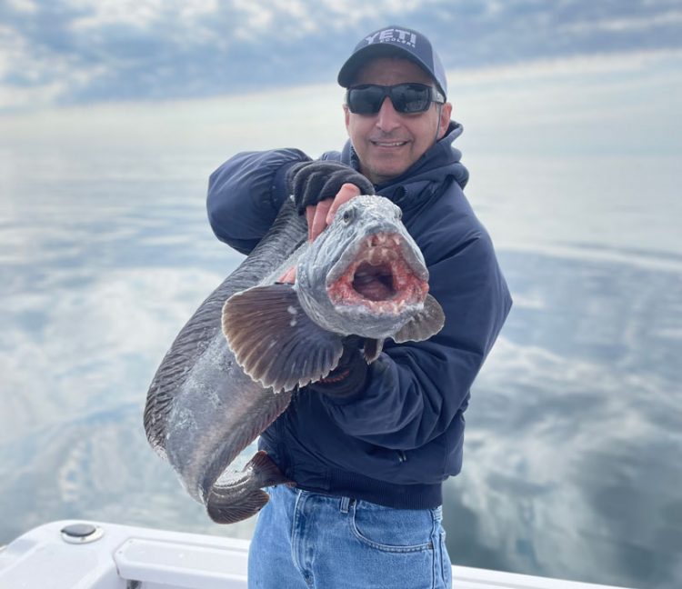 Gary George Atlantic wolffish