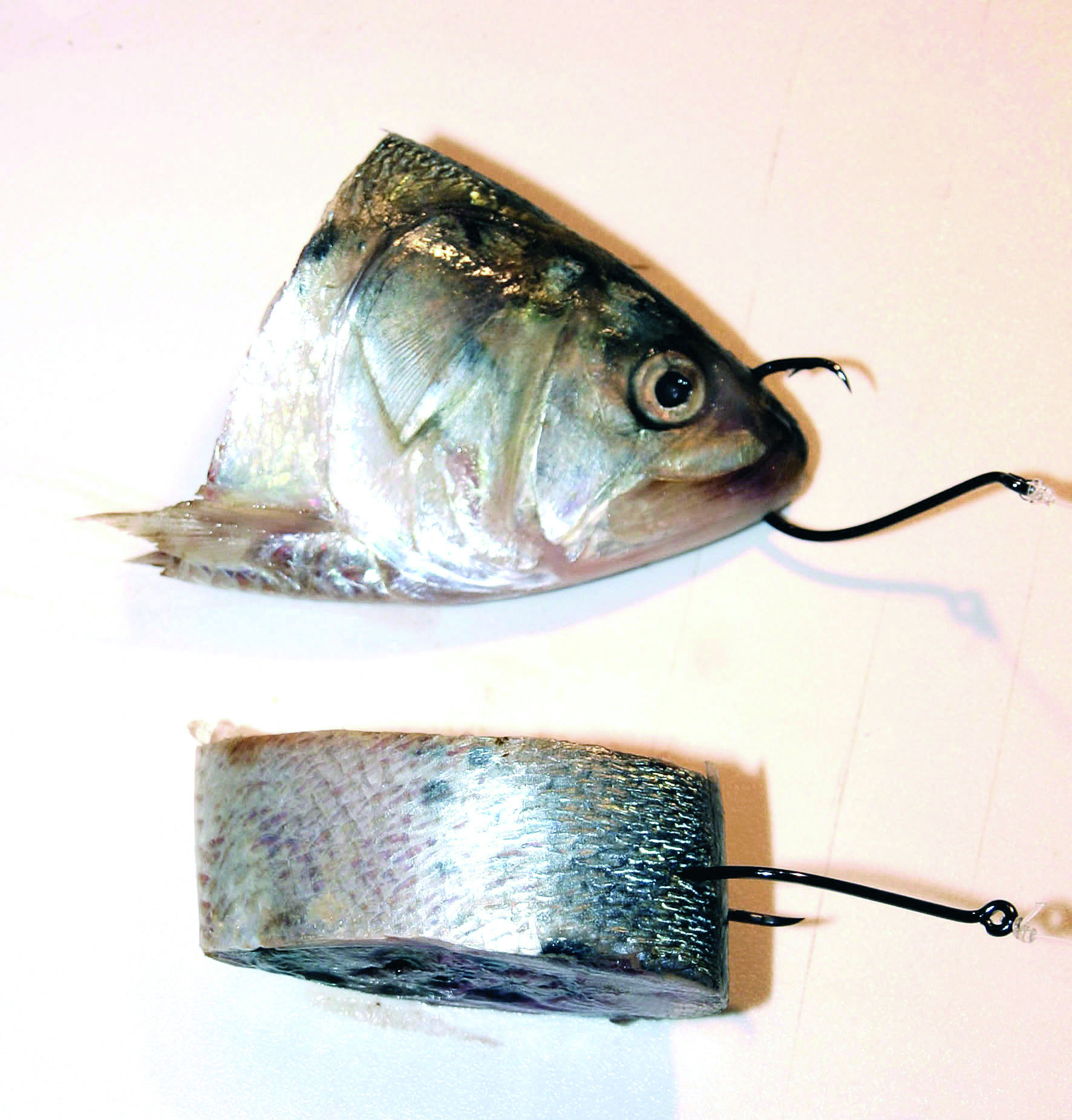 Choosing the Correct Circle Hook Size for Stripers - On The Water