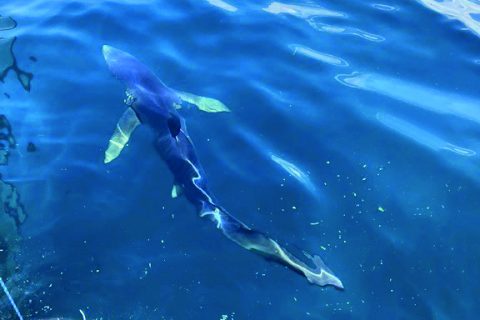 Offshore Impact on Highly Migratory Species