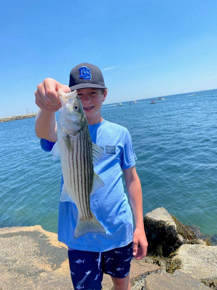 Massachusetts Striped Bass
