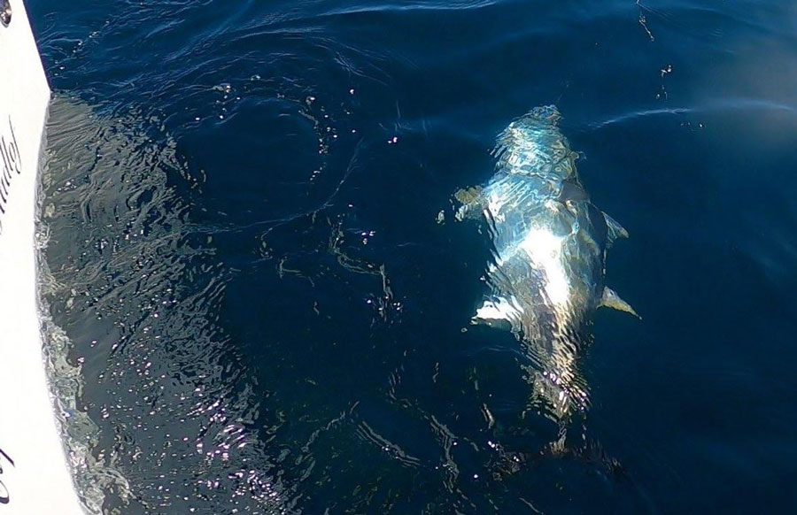 Tak Waterman bluefin tuna