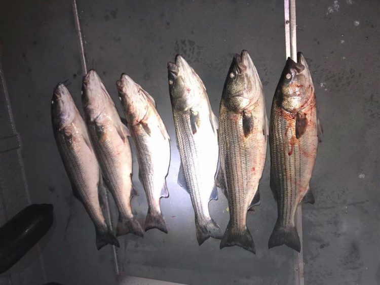 RI DEM seized stripers