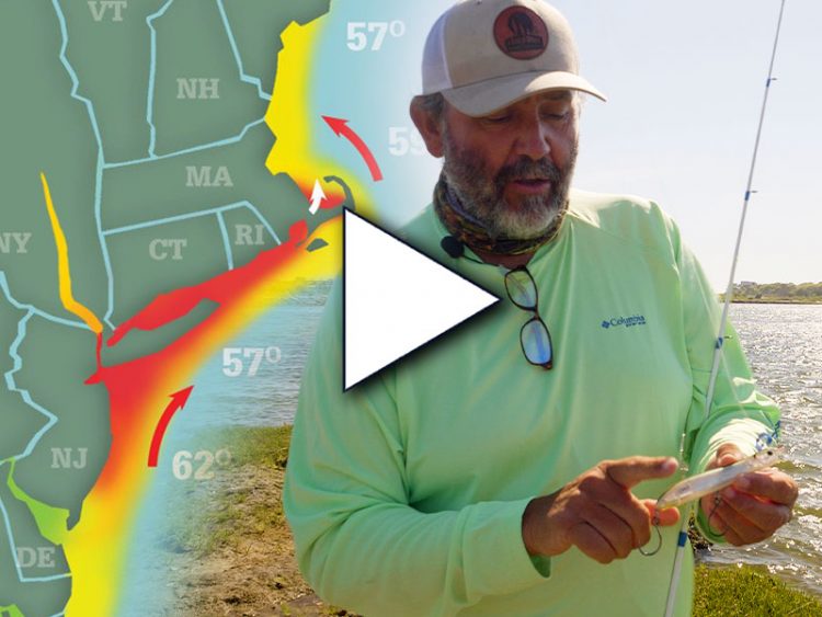 Striper season update