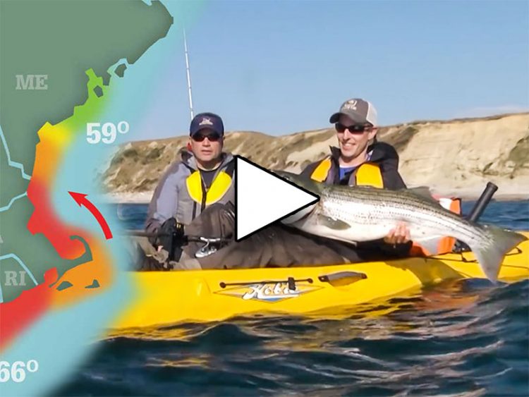 Striper Season Update 13