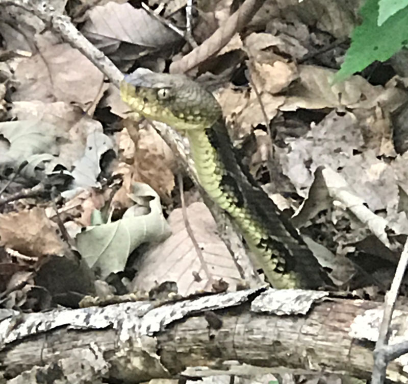 timber rattlesnake